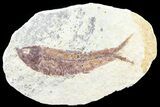 Knightia Fossil Fish - Wyoming #60829-1
